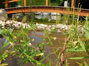 Teichsanierung in Langenenslingen-05